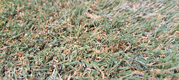 MUSTER Kunstrasen Firestop (schwer entflammbar nach Cfl-S1)