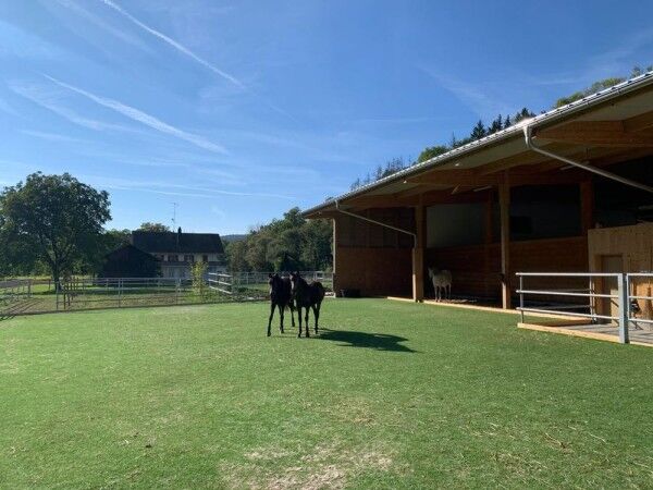 MUSTER Kunstrasen Paddock Grün 24mm