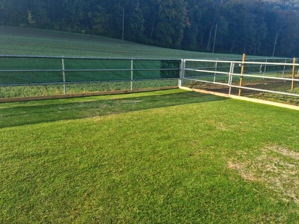 Kunstrasen Paddock Grün 24mm