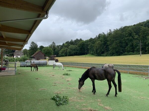Kunstrasen Paddock Grün 24MM im Freilauf