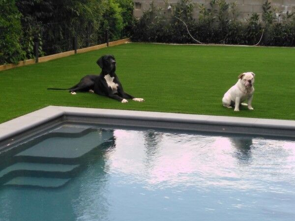 Kunstrasen High-Line 40mm im Garten mit Pool und Hunden
