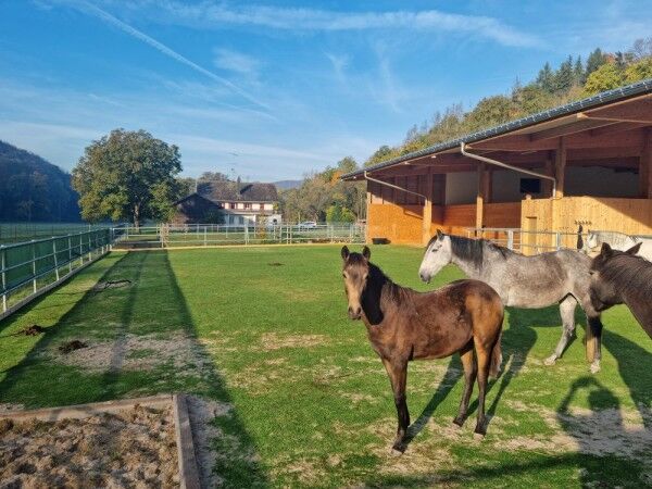 Kunstrasen Paddock Grün 24mm